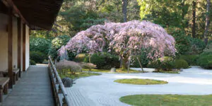 Hoa anh đào đẹp 