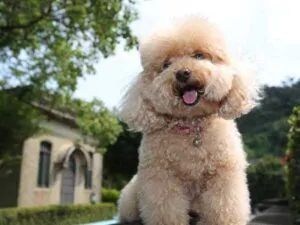 Cách chăm sóc Toy Poodle - giống chó thông minh được yêu nhất thích thế giới